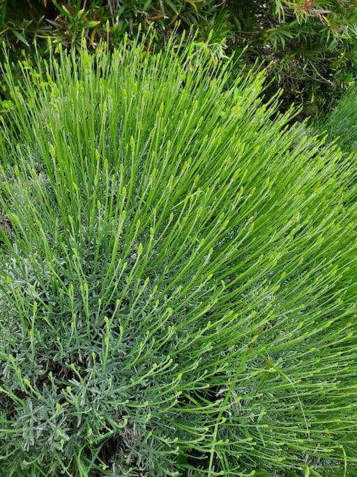 Вилла Reve En Luberon Lauris Экстерьер фото